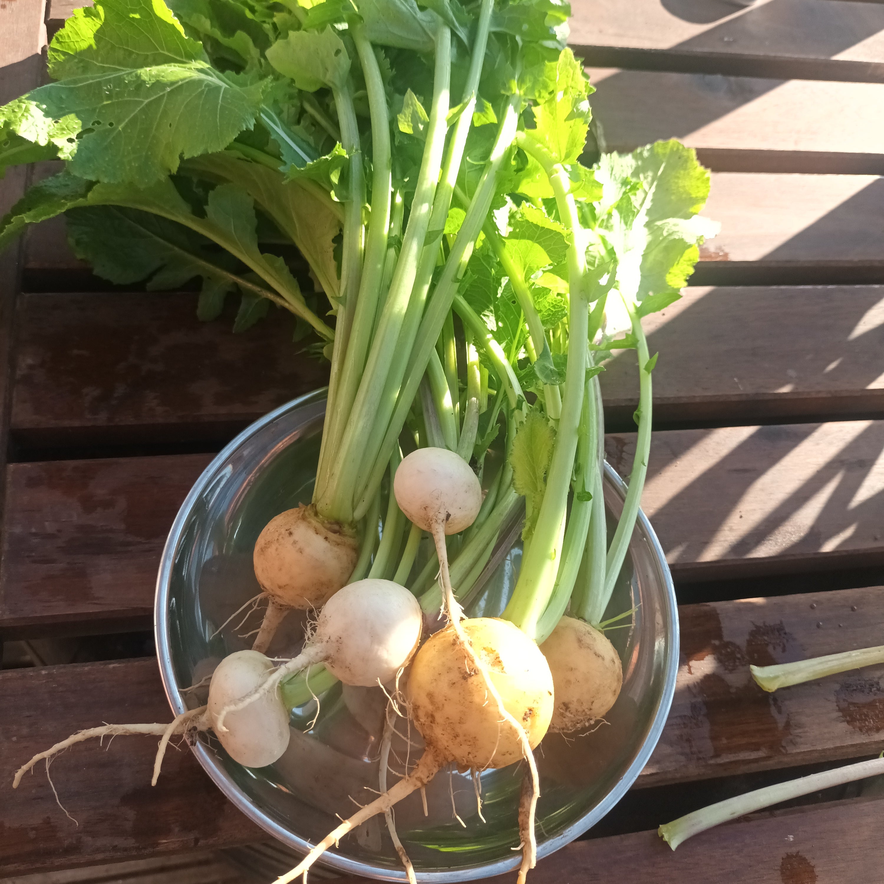 Turnips, Baby Milestone Market Garden