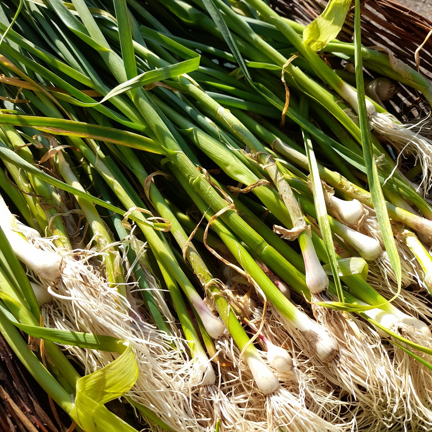 Spring Garlic