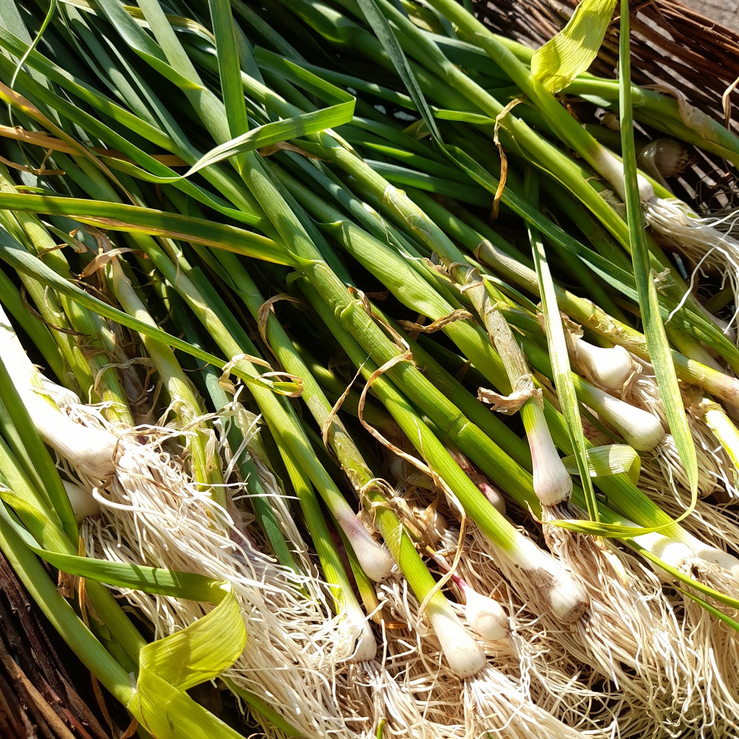 Spring Garlic