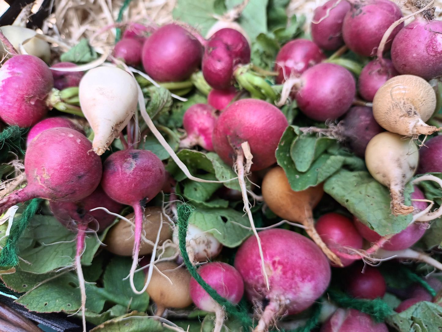 Radish