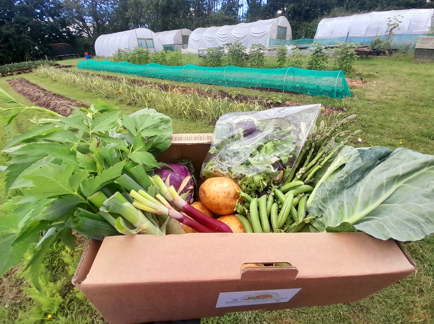 Medium Vegetable Box