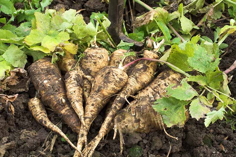 Parsnips
