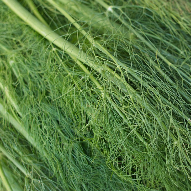 Green Fennel