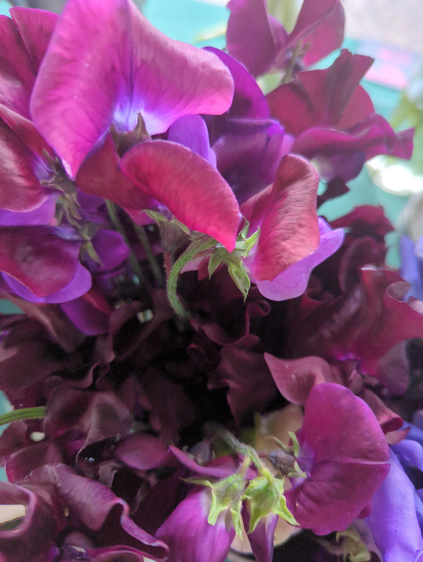 Sweet Pea Posy
