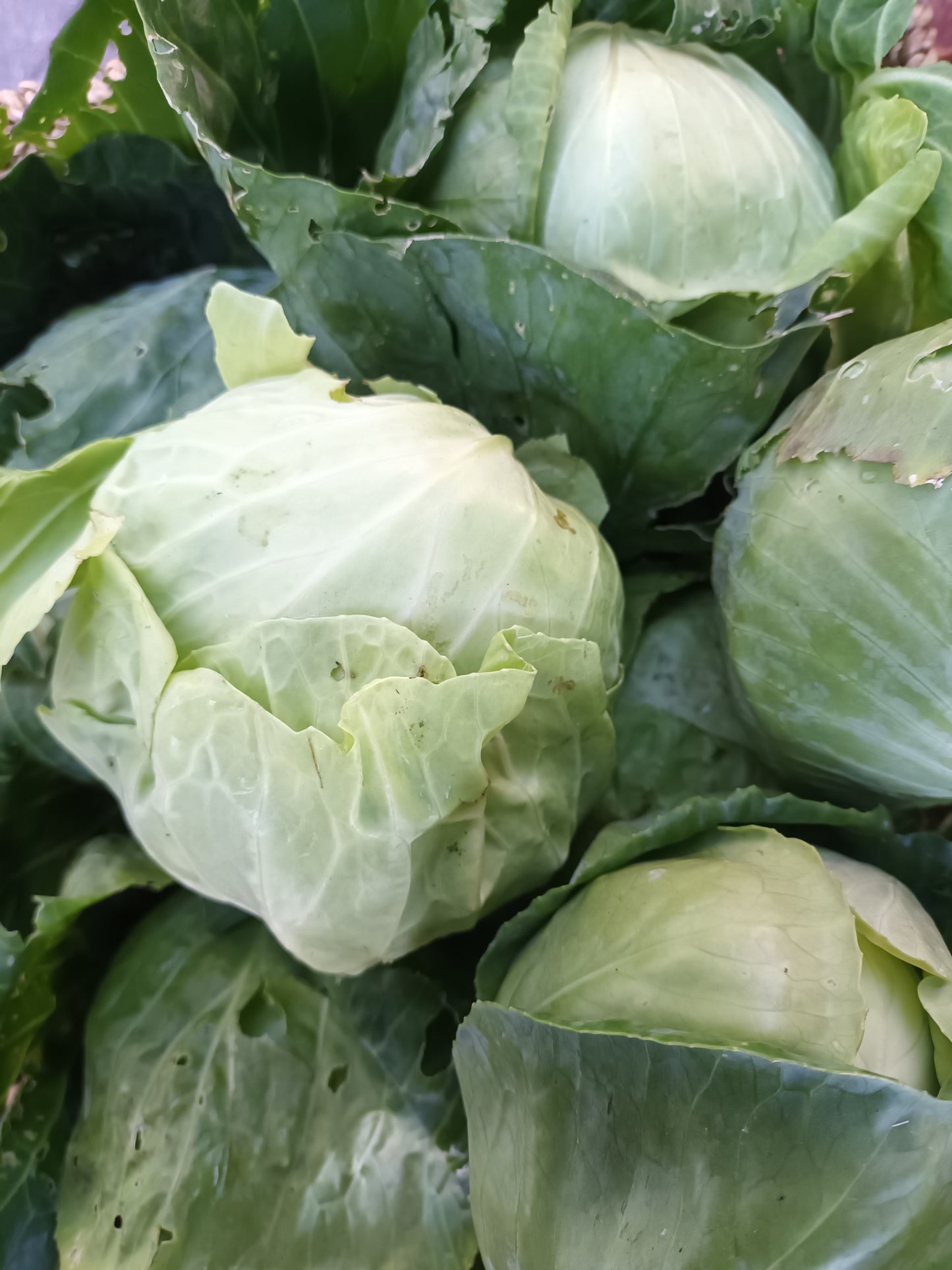 Cabbage