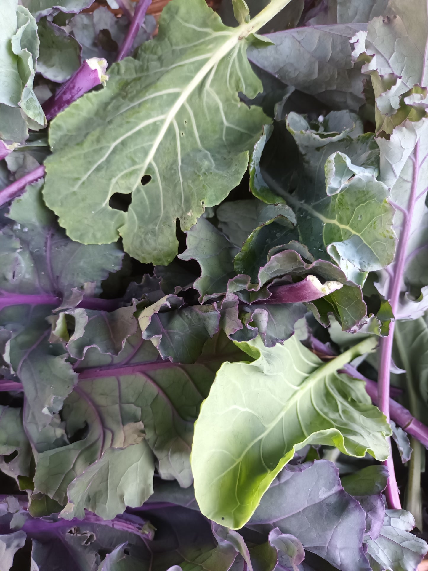 Mixed Greens
