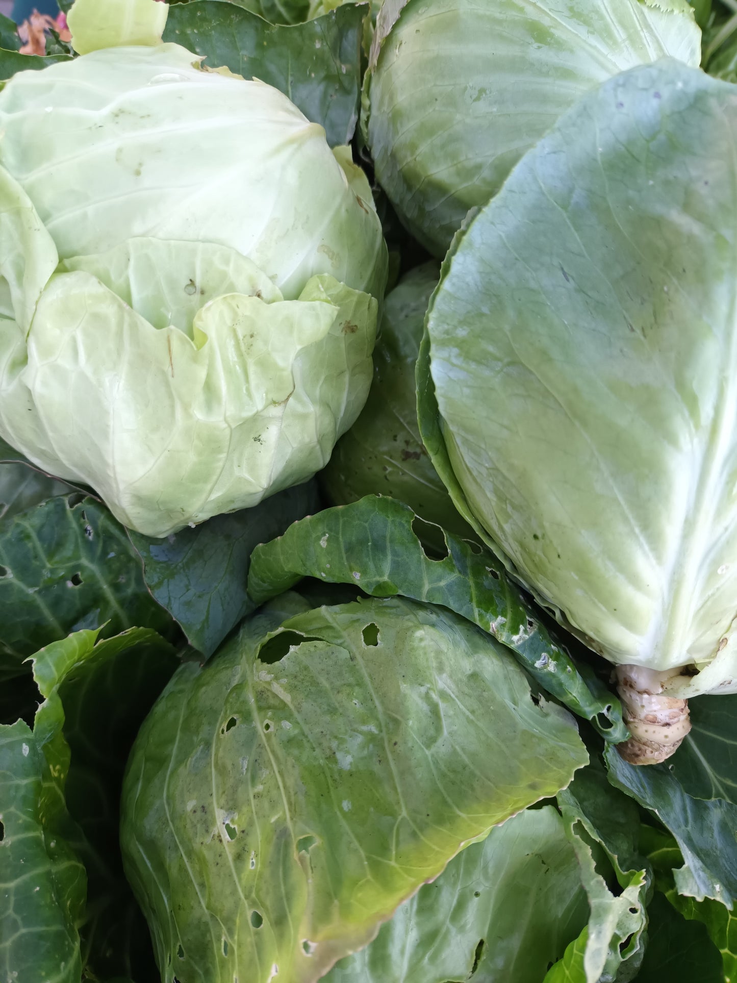 Cabbage