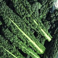 Kale - Nero Di Toscana