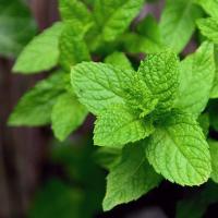 Mint