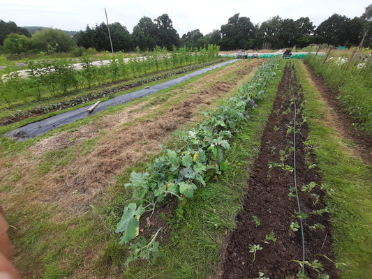 Clearing and prepping and planting