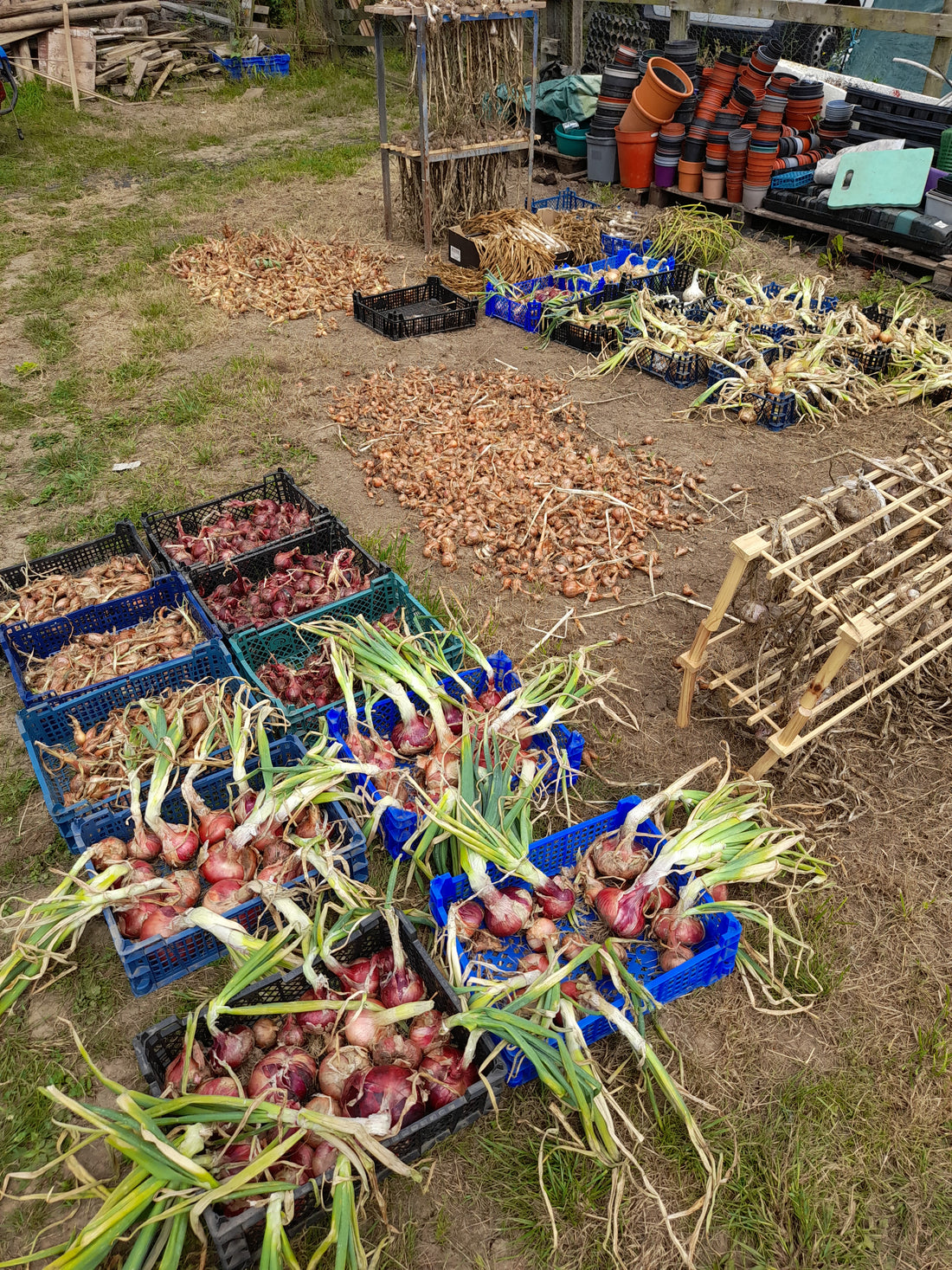Curing In Agriculture Drying and Curing Garlic and Onions – Milestone Market Garden