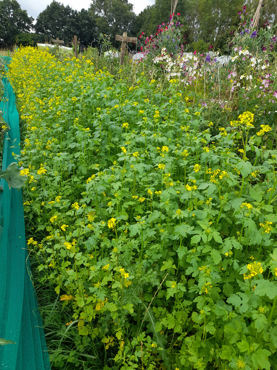 Mustard for bees and for green manure