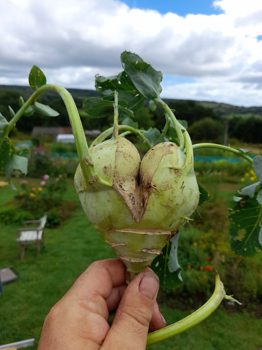 We Love Kohlrabi!