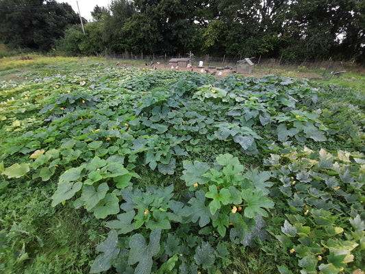 This years squash patch