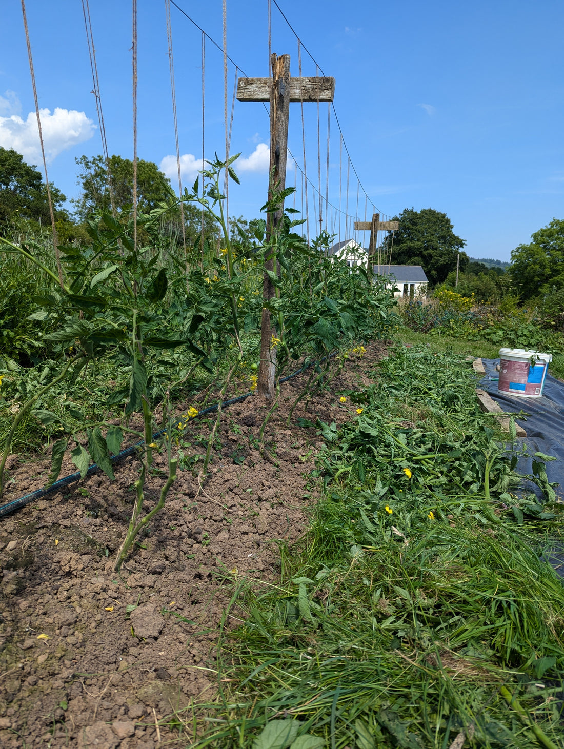 Stringing up the tomatoes