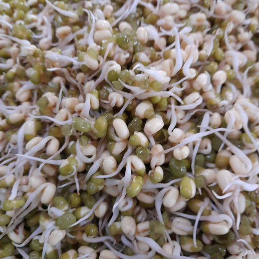 Mung Beans/Bean Sprouts