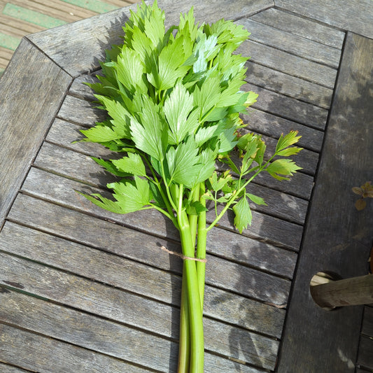 Lovage