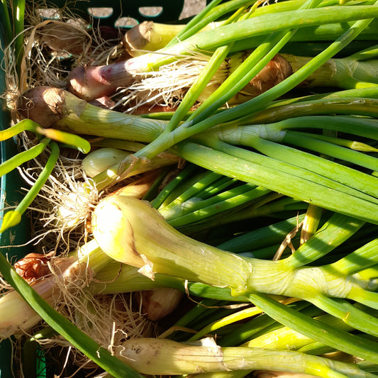 Green Onions