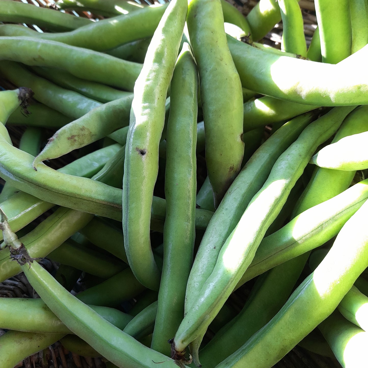 Broad Beans