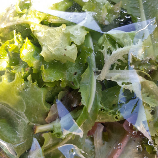 Mixed Leaf Salad Mix