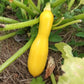 Courgettes