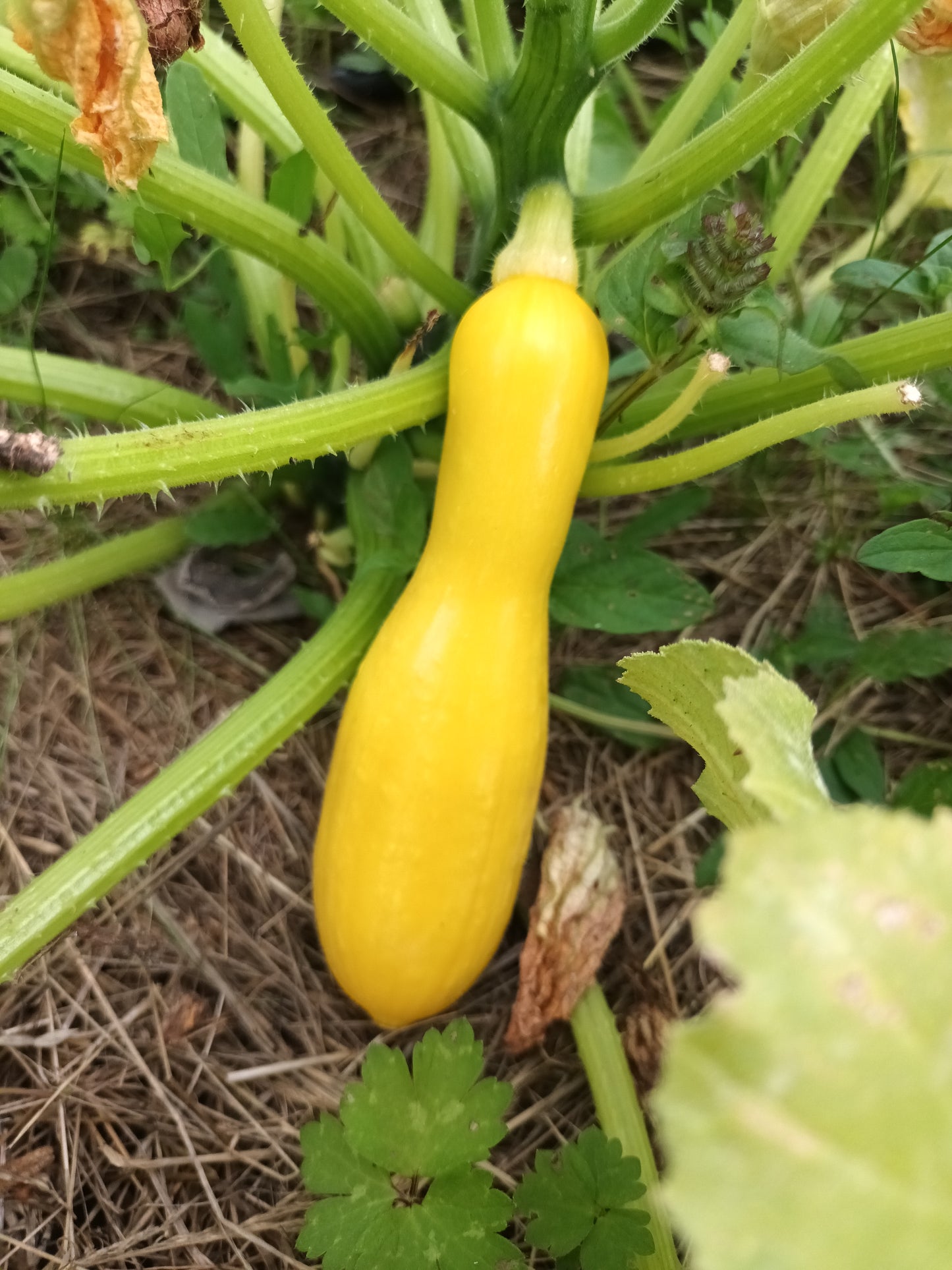 Courgettes