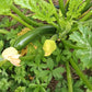 Courgettes