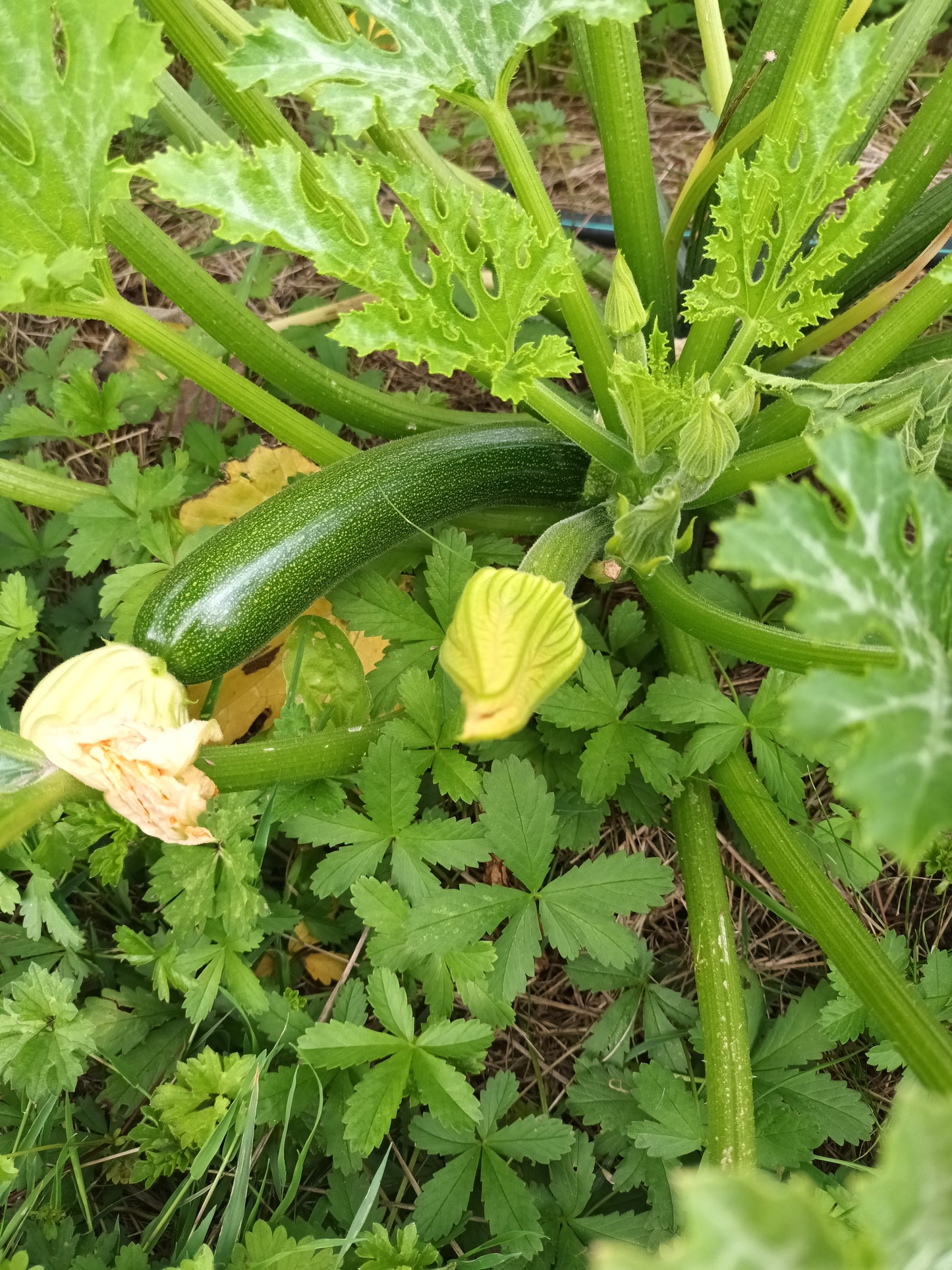 Courgettes