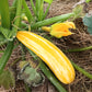 Courgettes