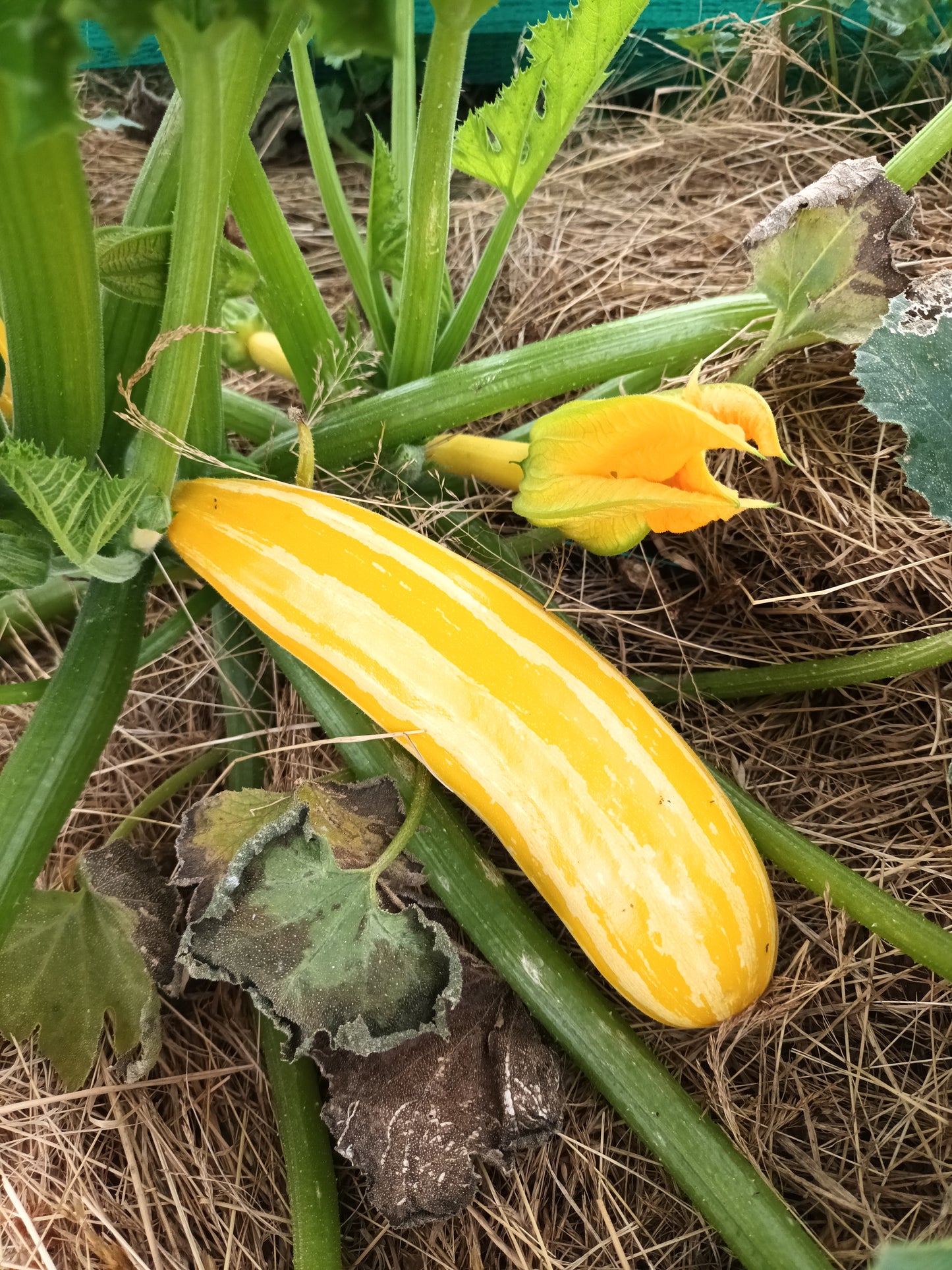 Courgettes