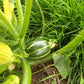 Courgettes, Baby