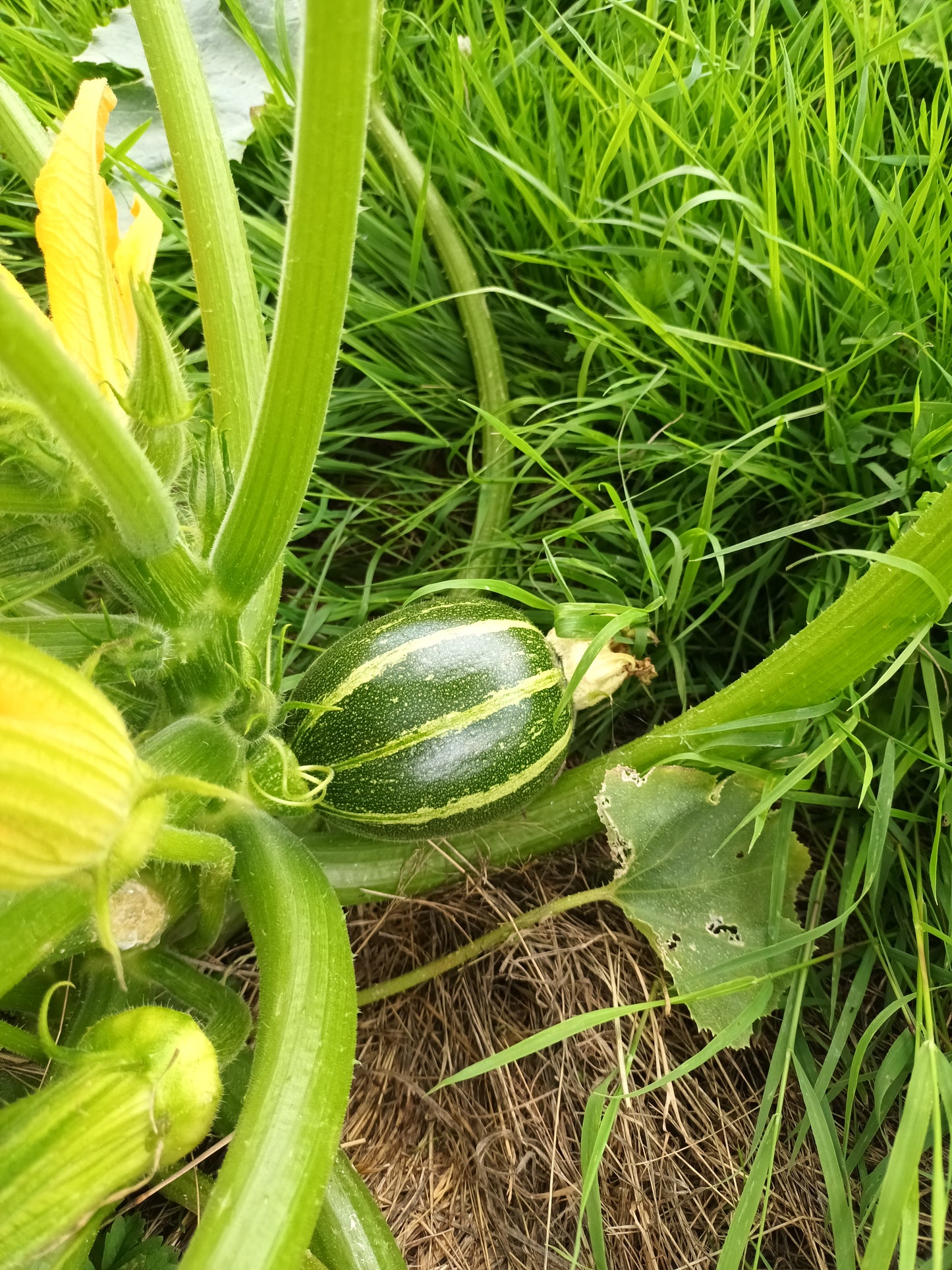 Courgettes, Baby