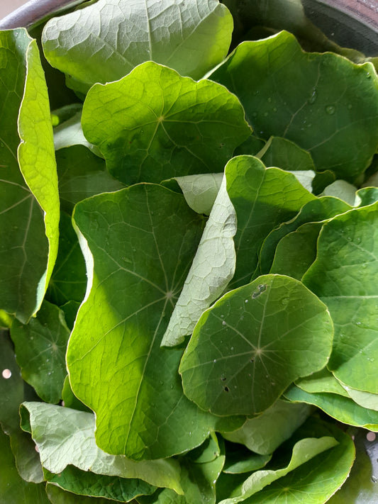 Nasturtium Leaves