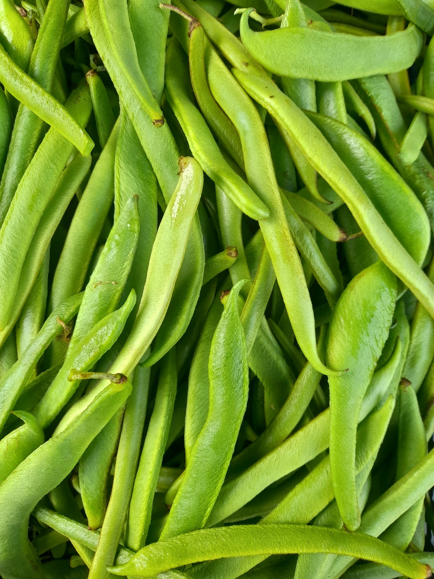 Runner Beans