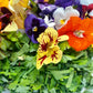 Edible Flower and Herb Mix