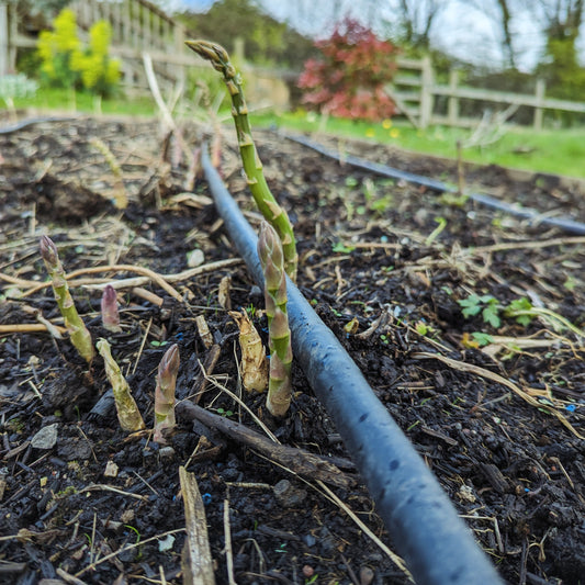 Asparagus