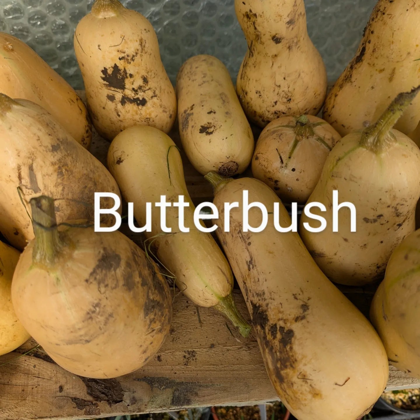 Squash, Butterbush