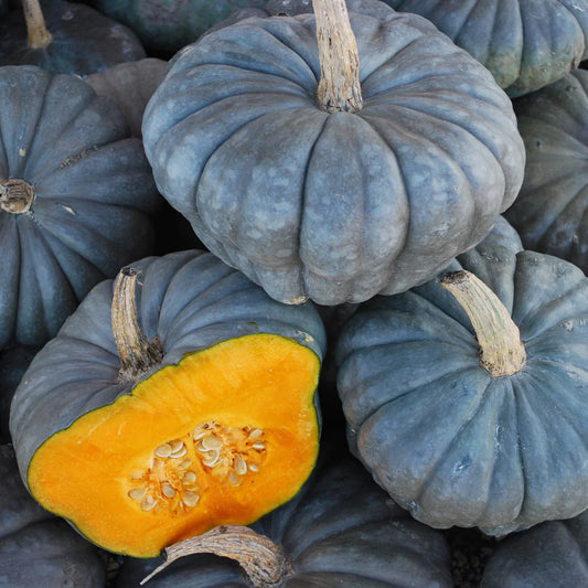 Squash, Queensland Blue