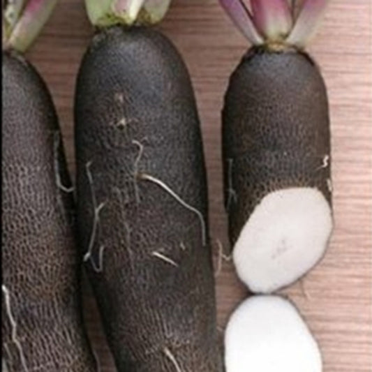 Radish, Black Long