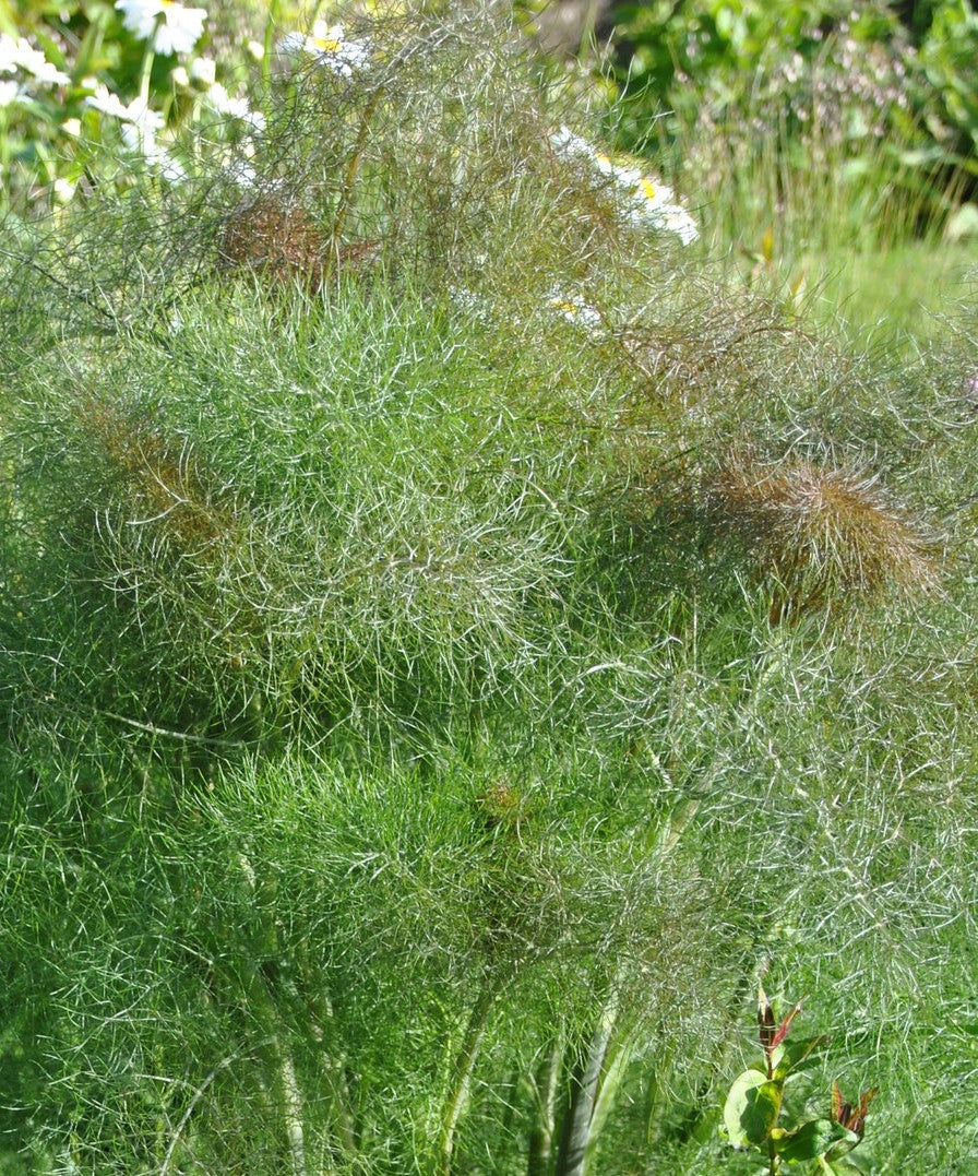 Bronze Fennel