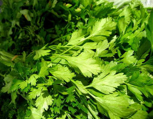 Flat Leaf Parsley