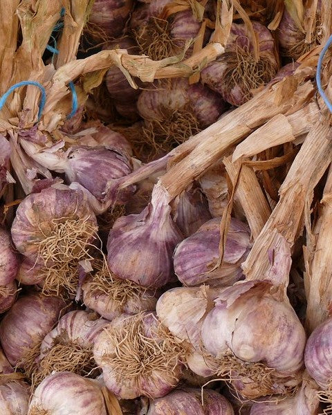 Garlic