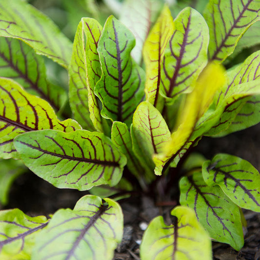 Red Veined Sorrel