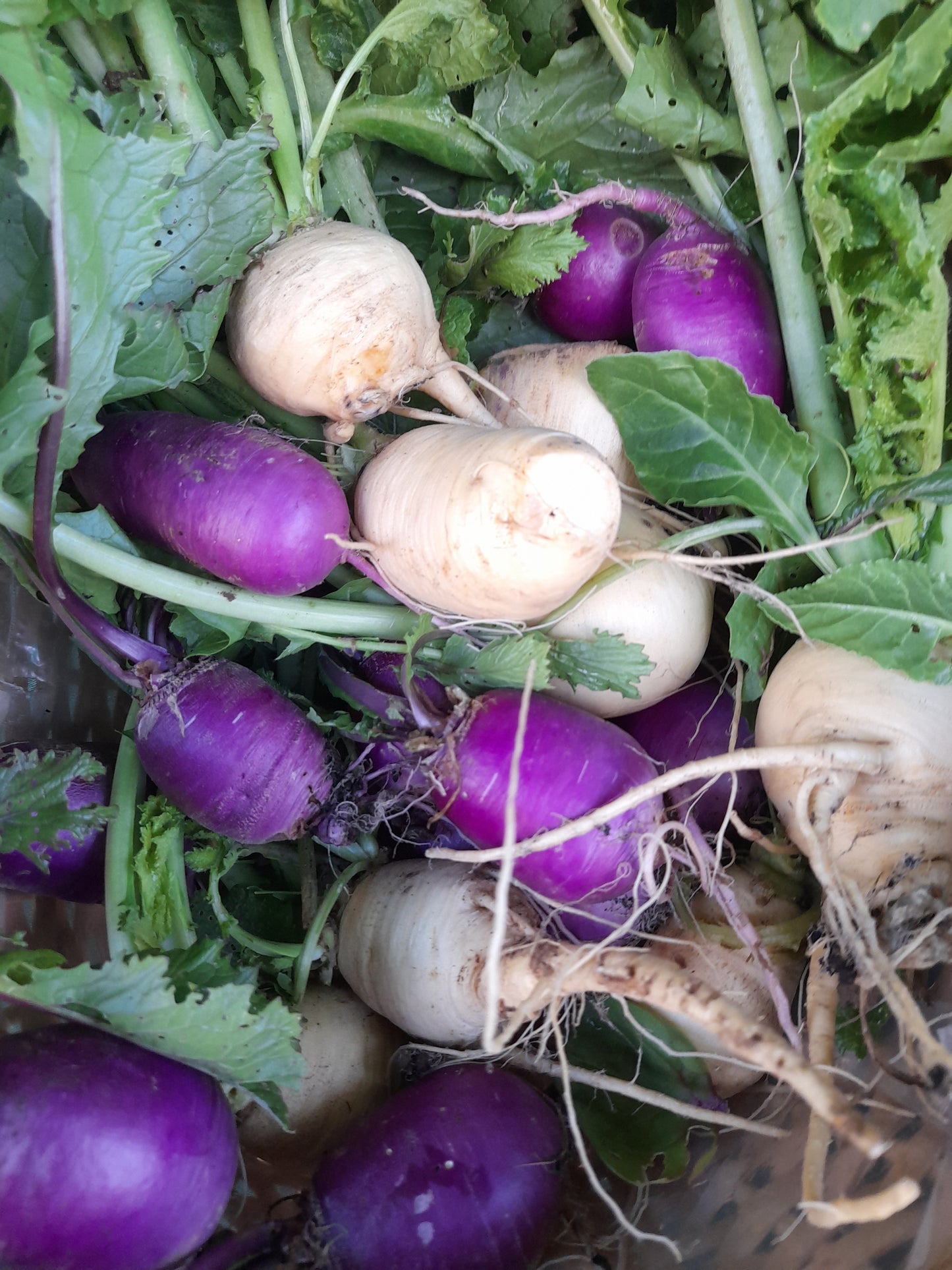 Turnips, Baby