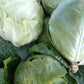 Cabbage