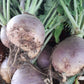  Freshly harvested purple tinged Swede stacked together with fresh green leaves sprouting from their tops