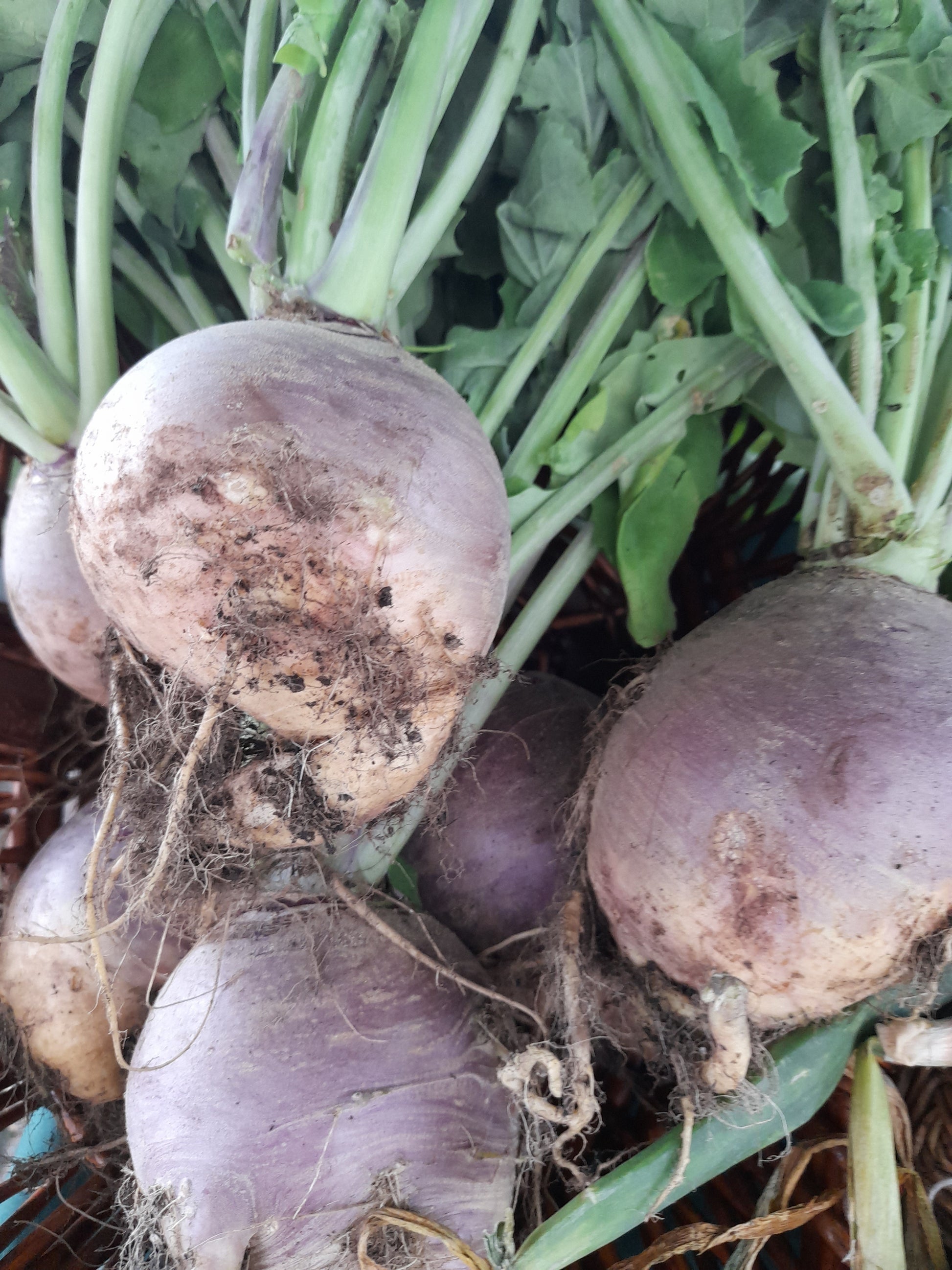  Freshly harvested purple tinged Swede stacked together with fresh green leaves sprouting from their tops