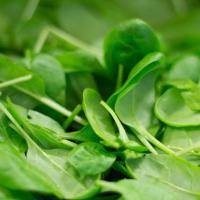 Spinach Leaves
