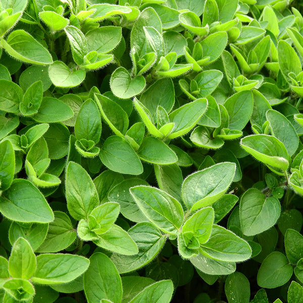 Marjoram